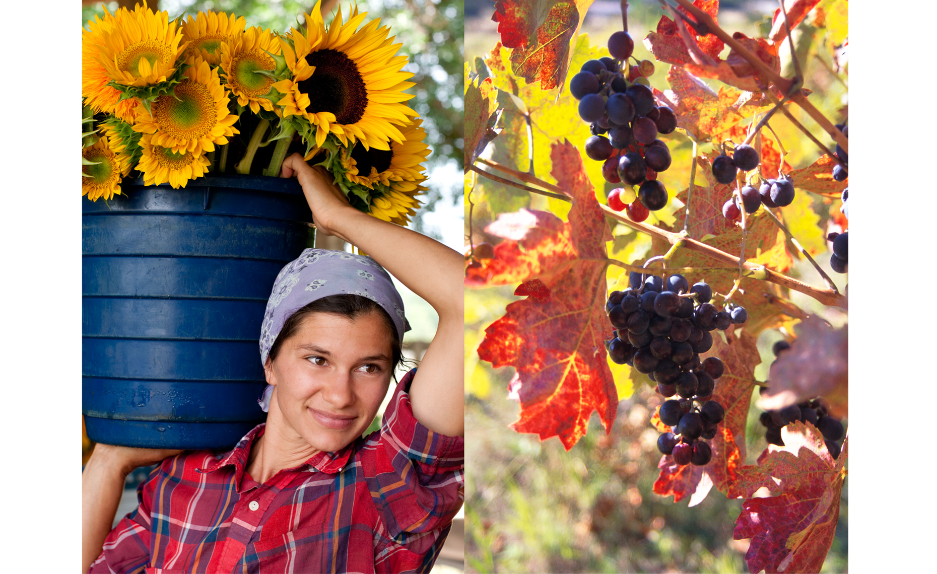 sunflower_maiden_grapes.jpg